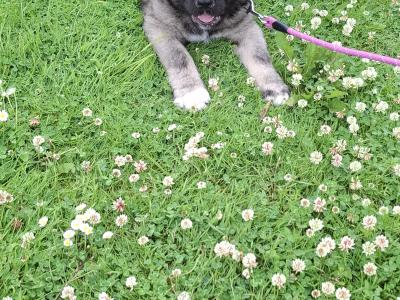 IKC Registered Caucasian Shepherd Dog